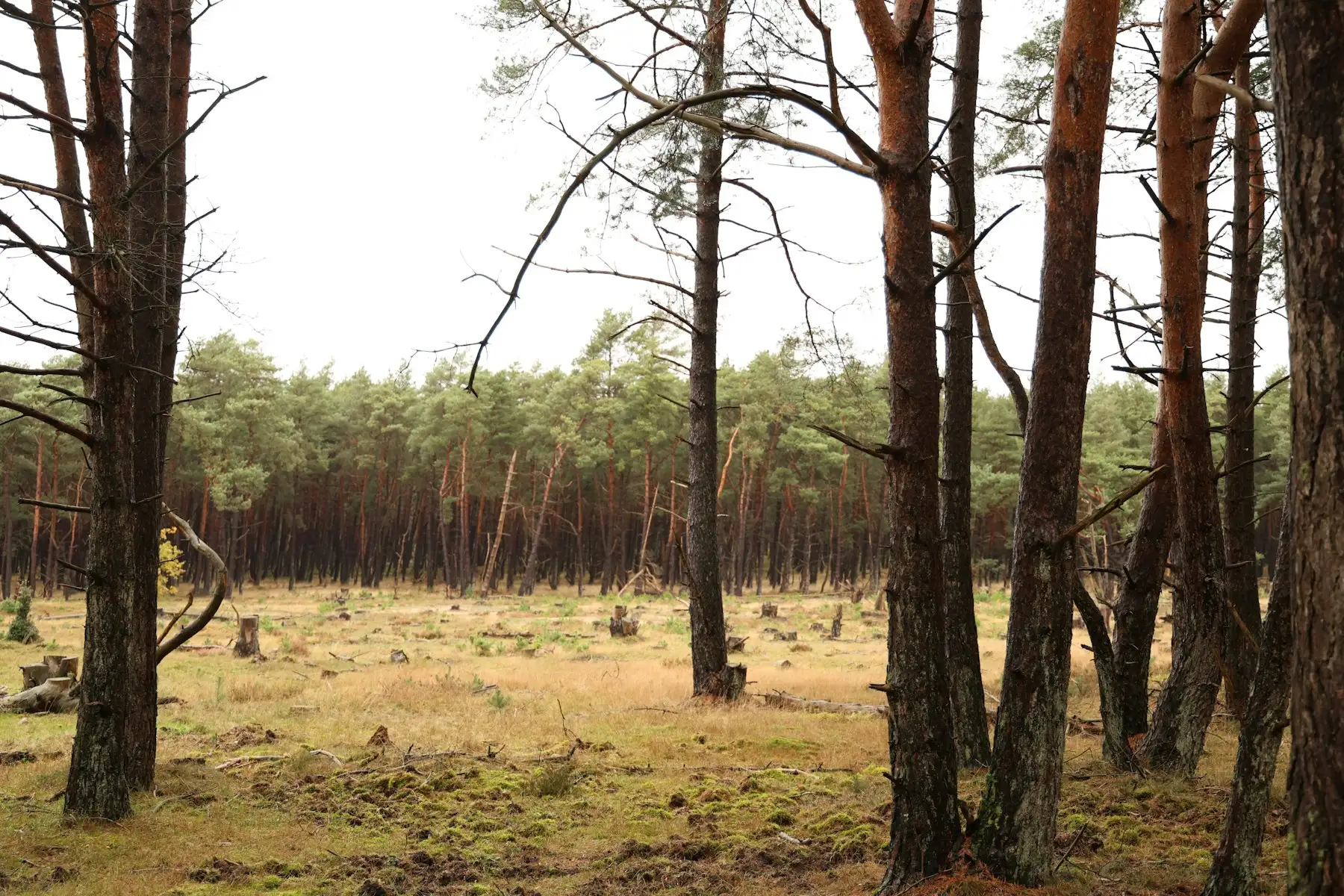 Stand of southern pine with dry grass and light understory