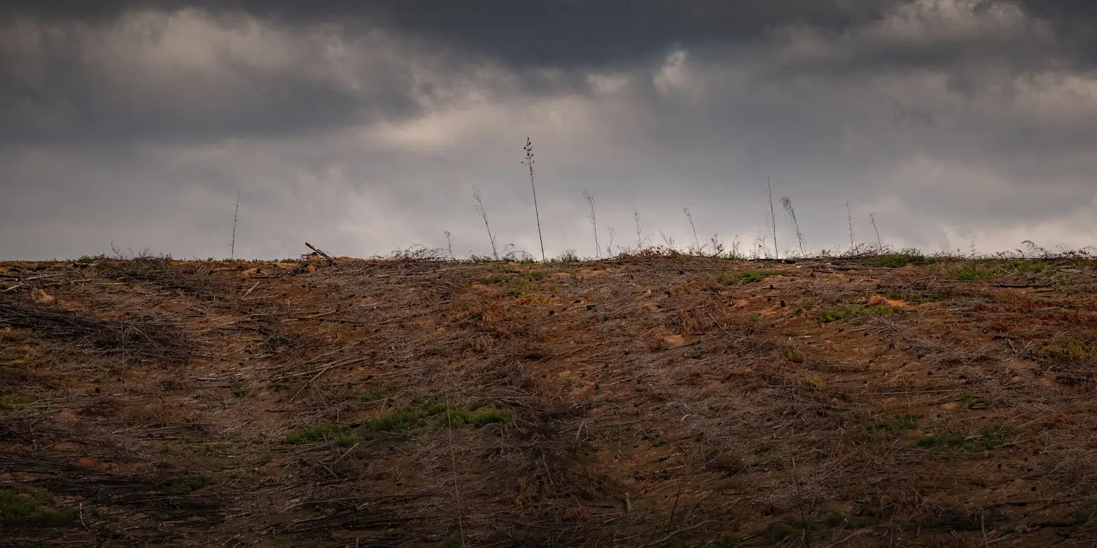 Open pasture of brown grass running back to a distant tree line