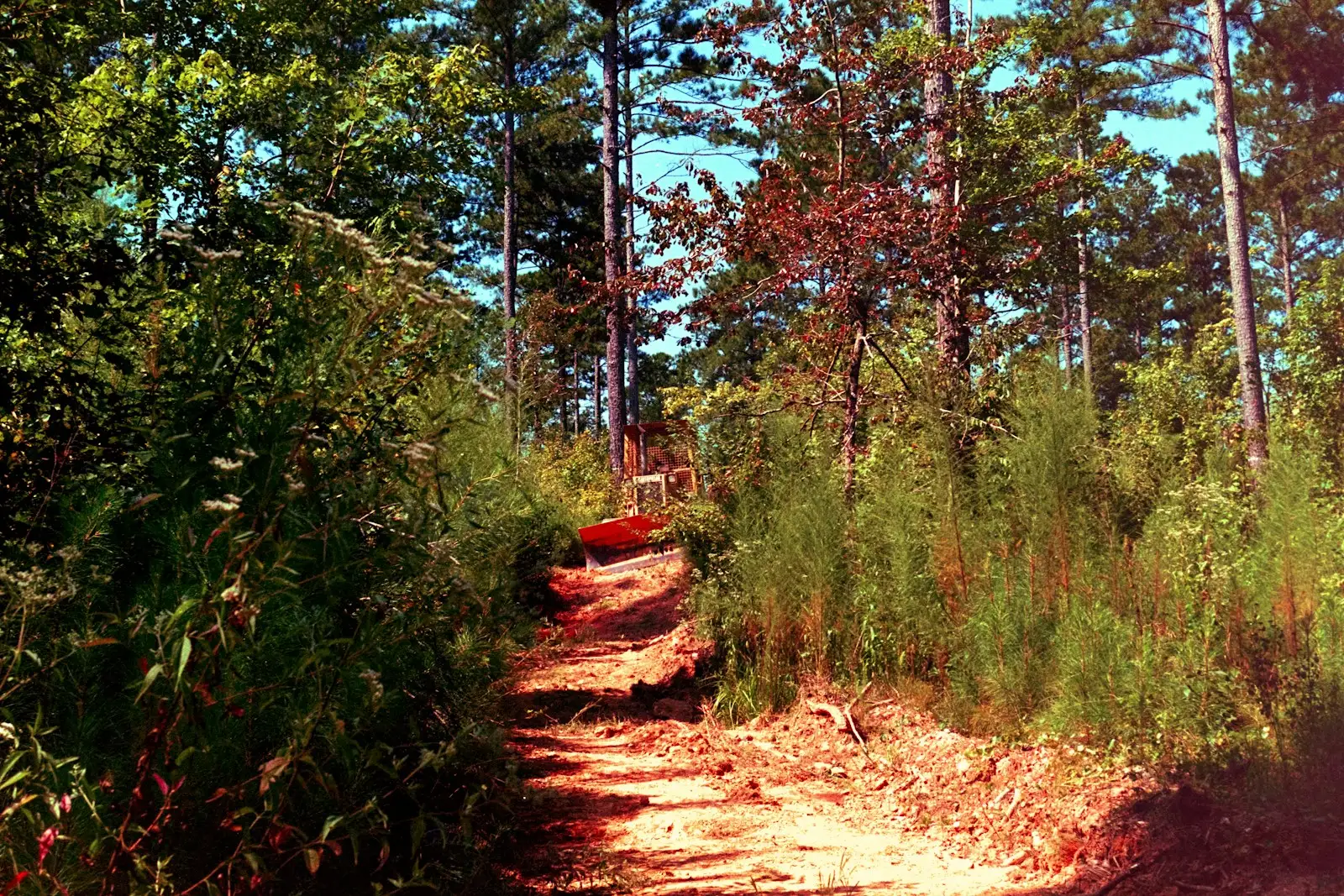 Narrow dirt access track cut through dense green woods