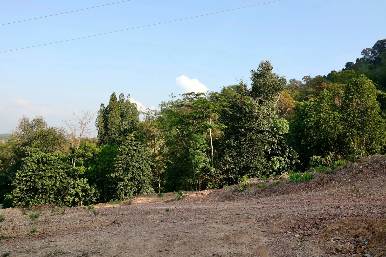 Tree line standing along a freshly cut dirt slope